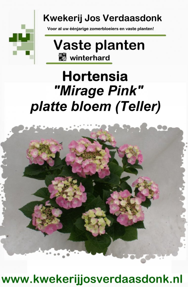 Hydrangea Mirage Pink